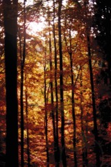 wald12.jpg
