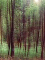wald3.jpg