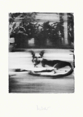 Gerhard Richter, Hund